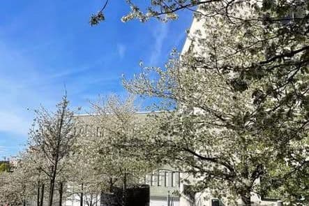 Sommarpärla på Campus Albano 23 kvm